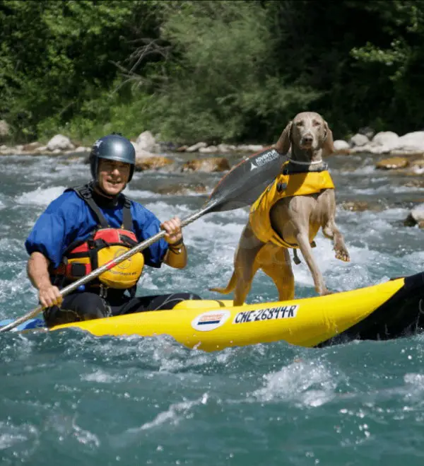 KAYAKING GEAR IS ESSENTIAL FOR DOG