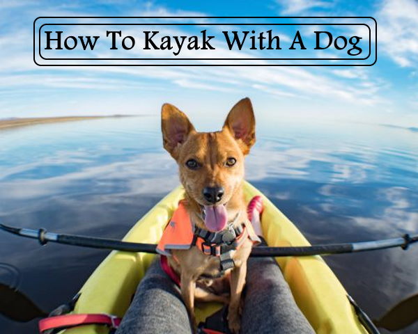 How To Kayak With A Dog sit