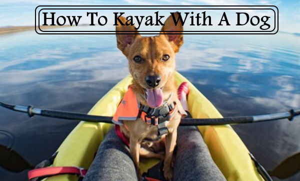 How To Kayak With A Dog sit1