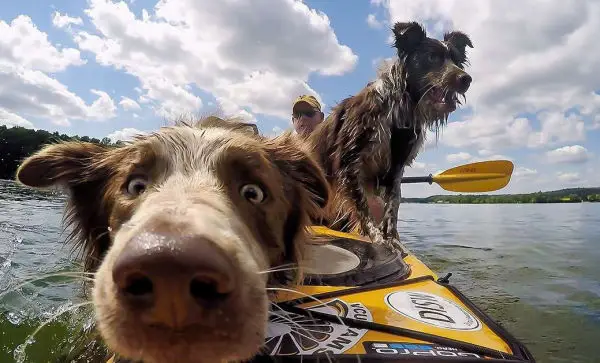 Is Your Dog Suitable For Kayaking