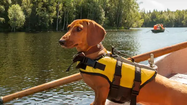 Kayaking Gear Necessary for Your Dog