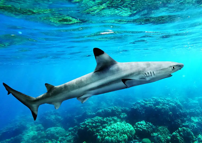 Blacktip shark - Do Sharks Attack Kayaks?