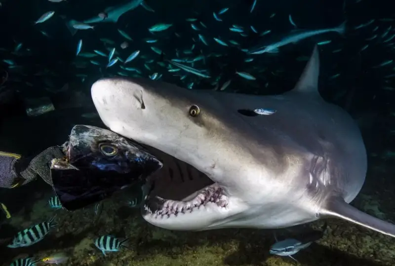 Bull shark - Do Sharks Attack Kayaks?