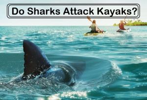 Do-sharks-attack-kayaks