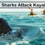 Do sharks attack kayaks