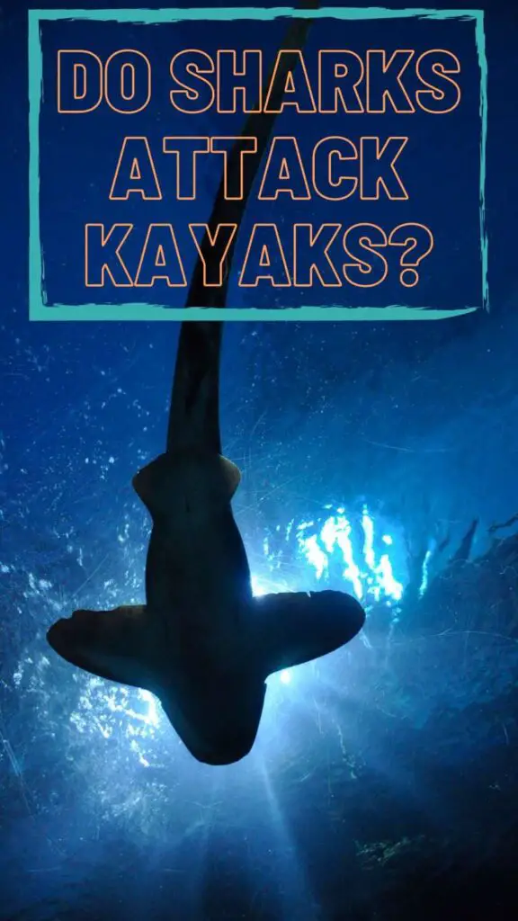 Do sharks attack kayaks-pin