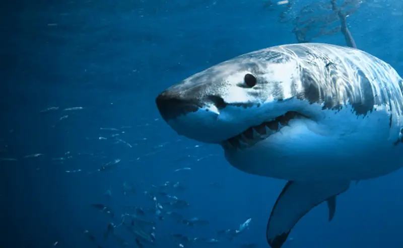 Great White Shark - Do Sharks Attack Kayaks?
