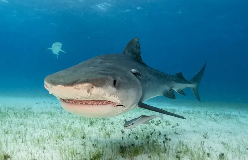 Tiger Shark - Do Sharks Attack Kayaks?
