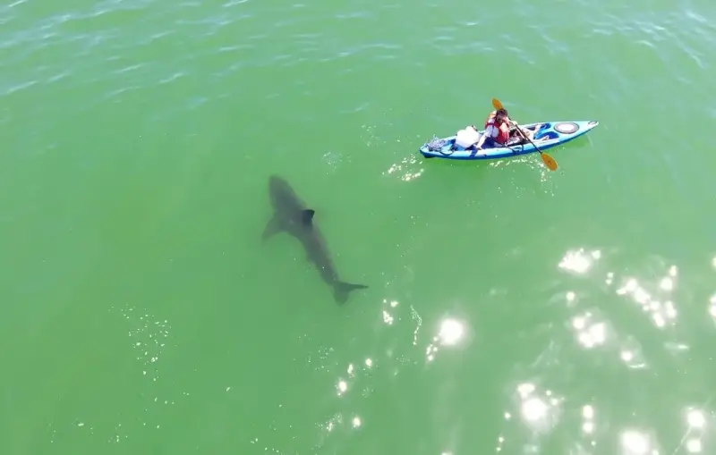 Sharks attack kayaks