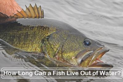How Long Can a Fish Live Out of Water