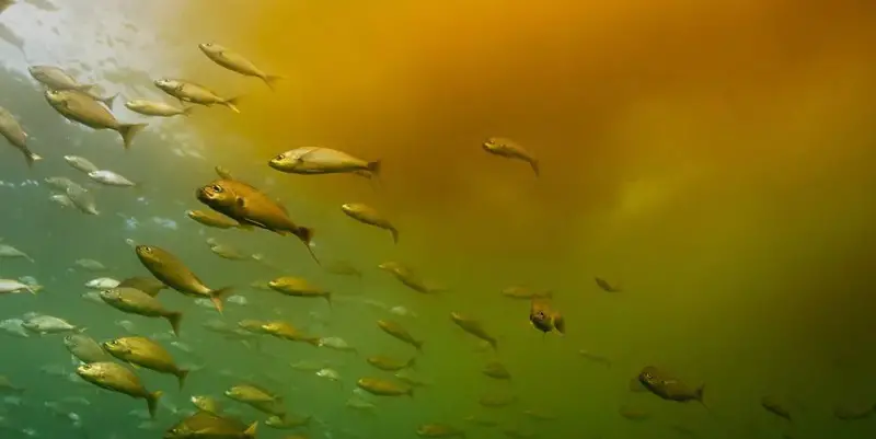 Human influence on fish survival