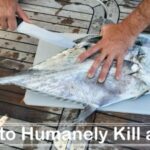 How to Humanely Kill a Fish site