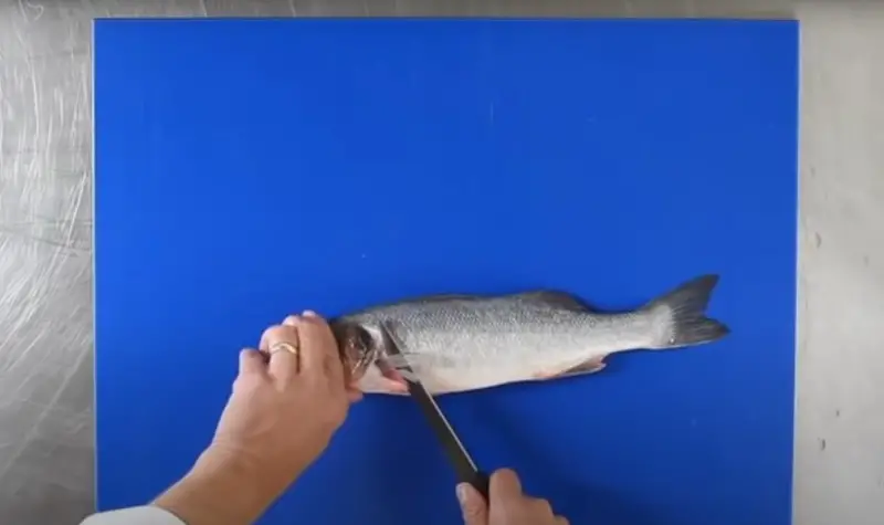 Guide to Filleting a Bass -1