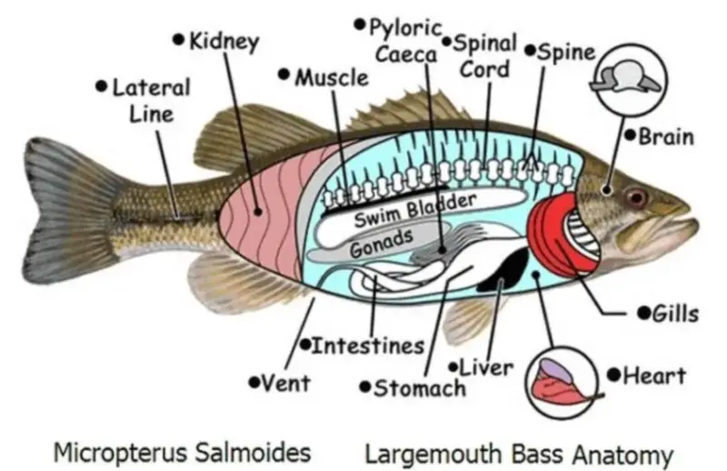 Understanding Bass Anatomy